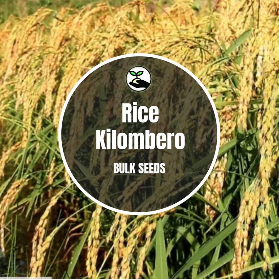 Rice Kilombero Seeds - Bulk Deals