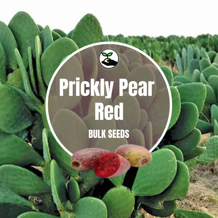 Prickly Pear Red Seeds - Bulk Deals