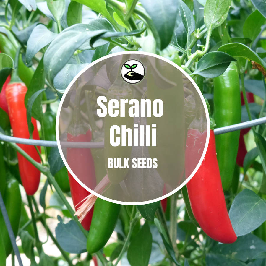 Serano Seeds - Bulk Deals