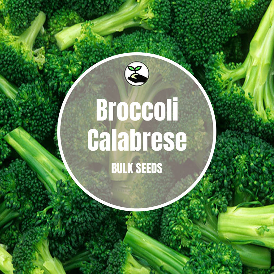 Broccoli (Calabrese) - Bulk Deals