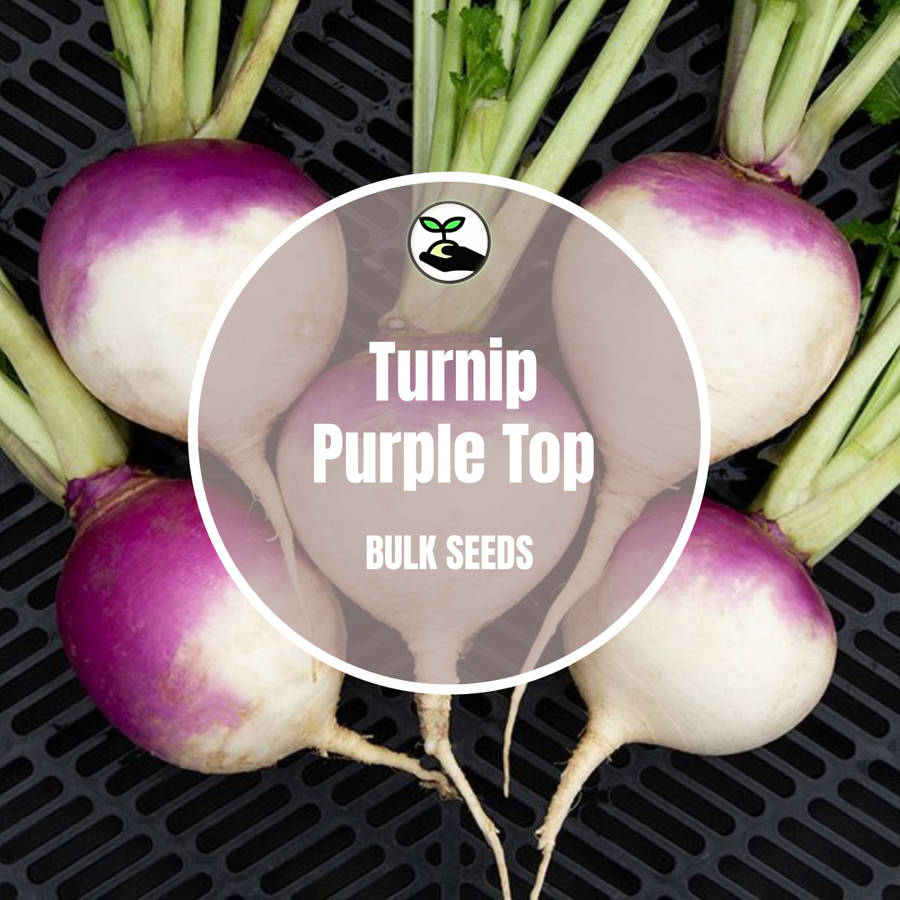 Turnip Purple Top Seed - Bulk Deals