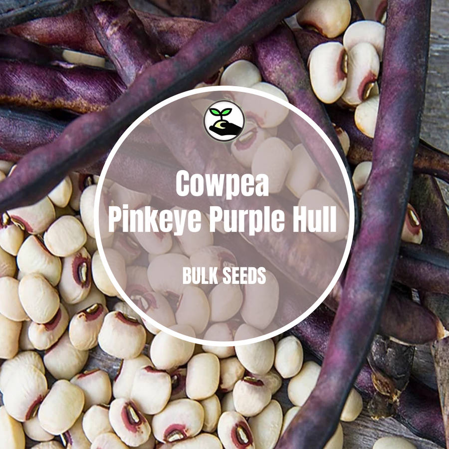 Cowpea  Pinkeye Purple Hull - Bulk Deals