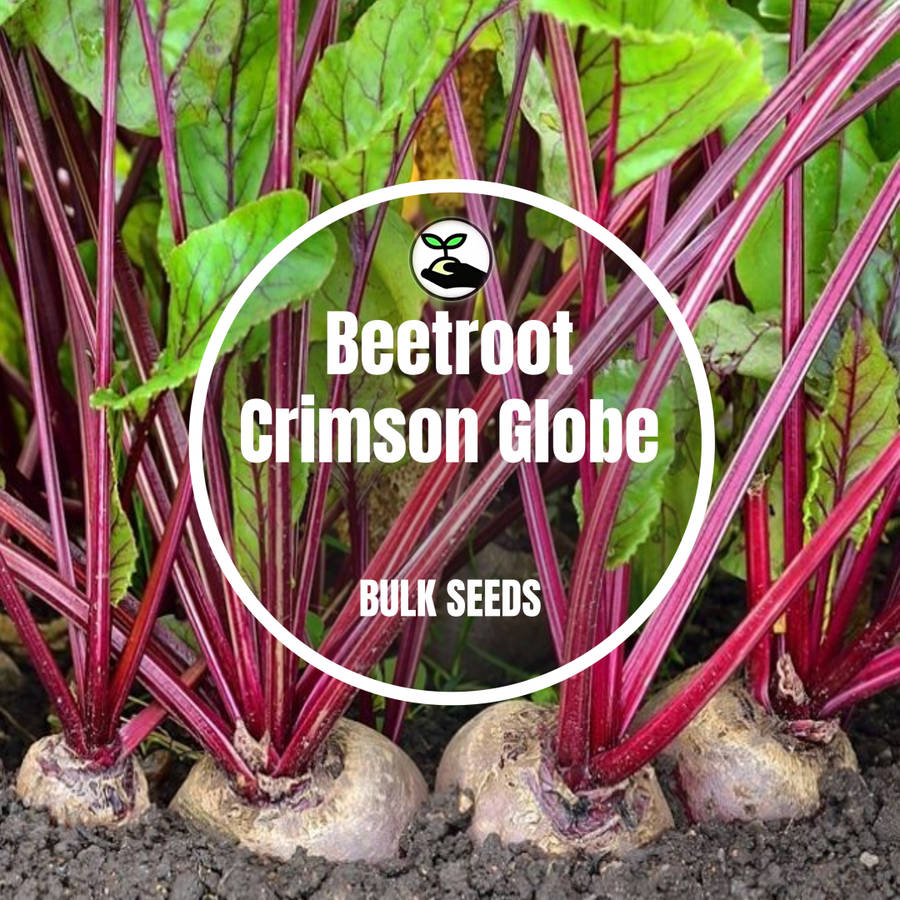 Beetroot Crimson Globe - Bulk Deals