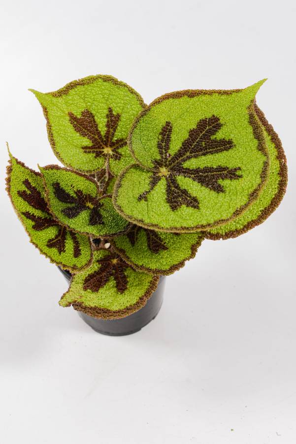 Begonia Variegata (ex Iron Cross)