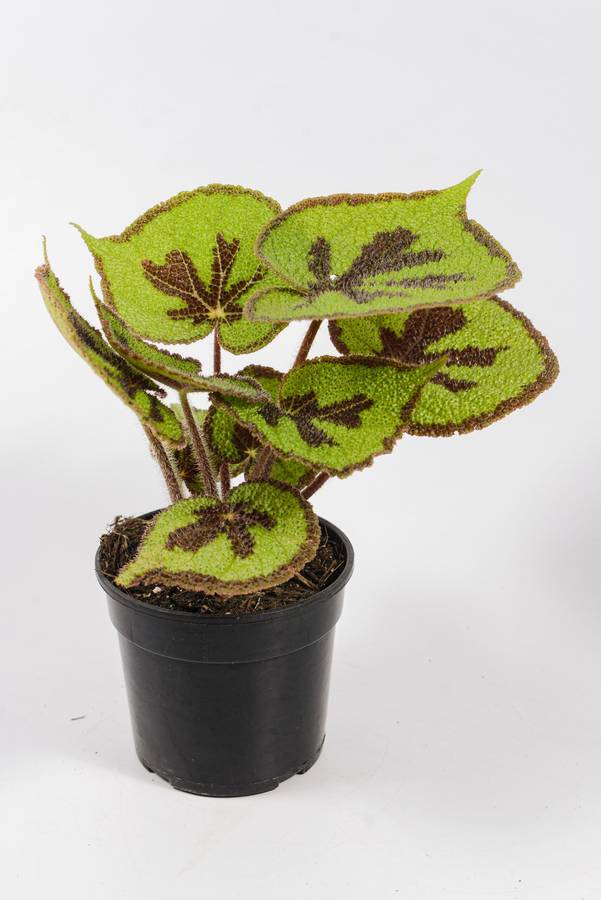 Begonia Variegata (ex Iron Cross)