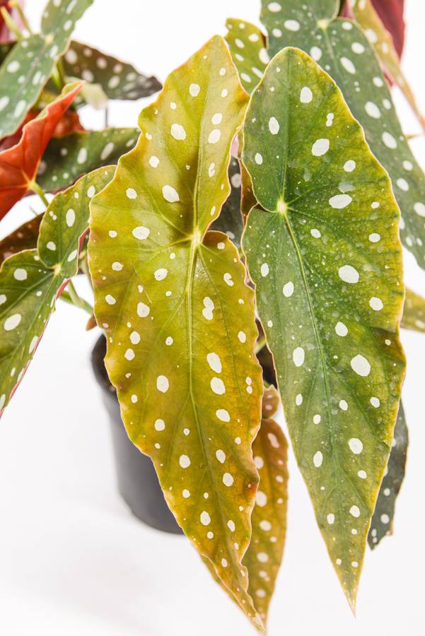Begonia Polka Dot
