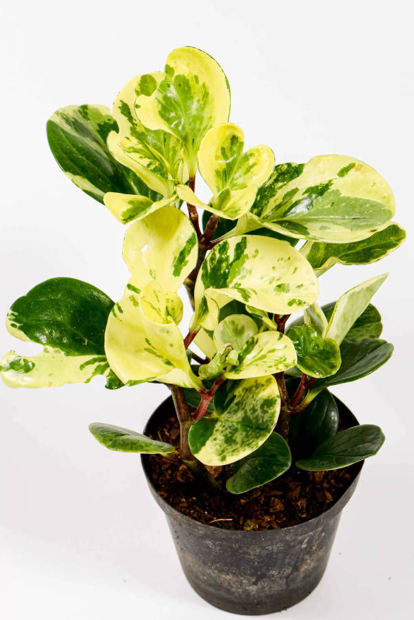 Peperomia Variegata