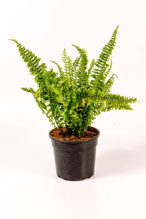 Boston fern