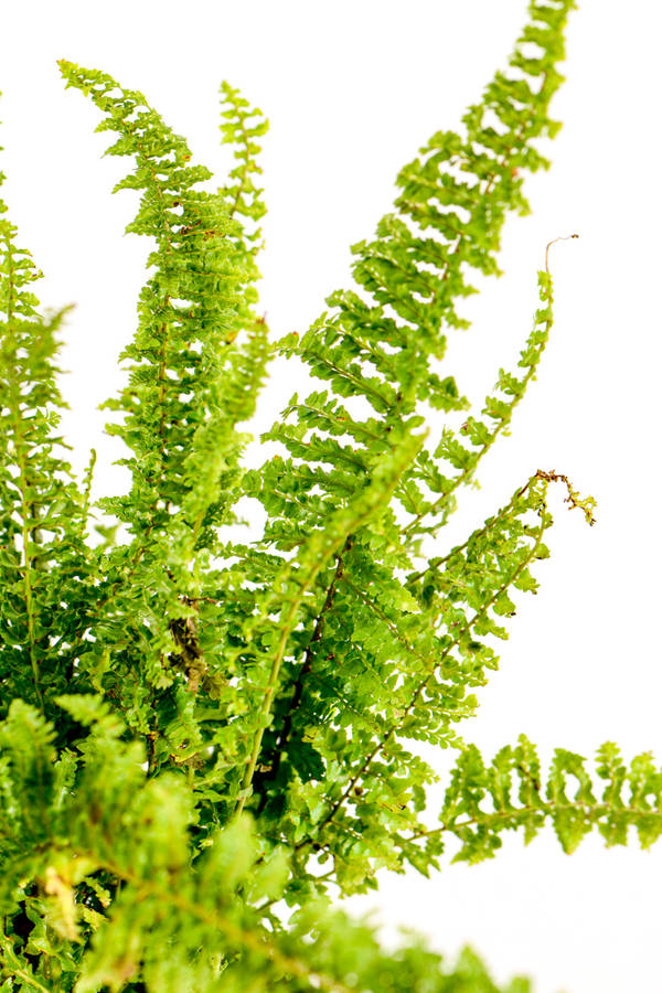 Boston fern