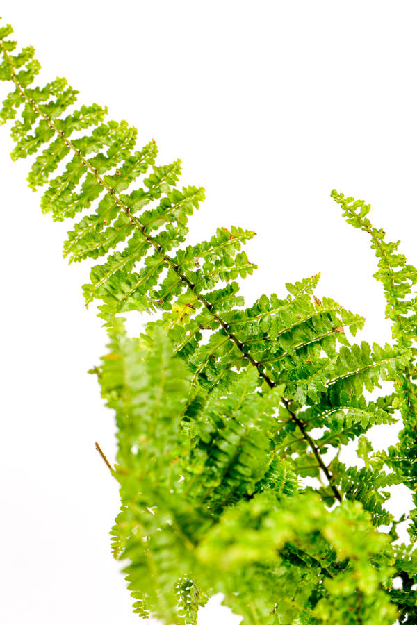 Boston fern