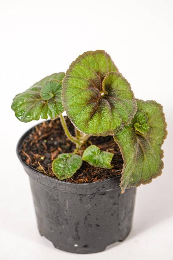 Begonia Escargot