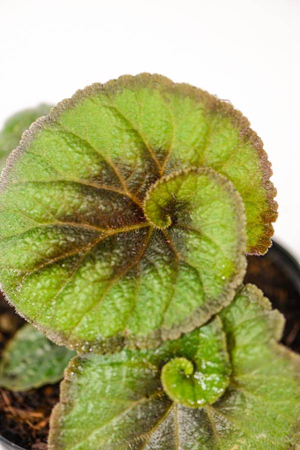 Begonia Escargot