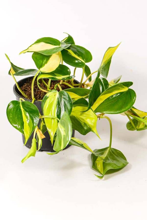 Philodendron Brasil