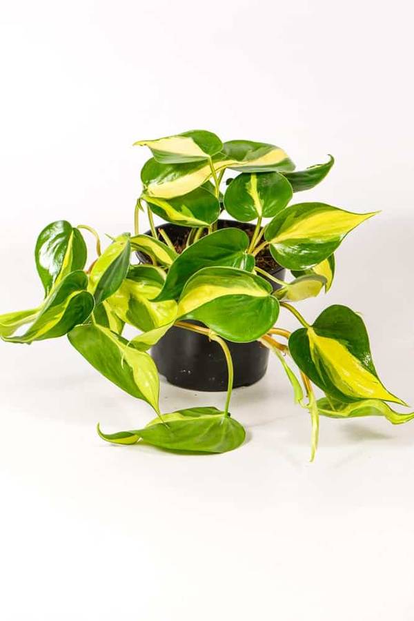 Philodendron Brasil