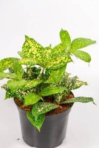 Side view of Gold Dust Dracaena showing bushy growth.