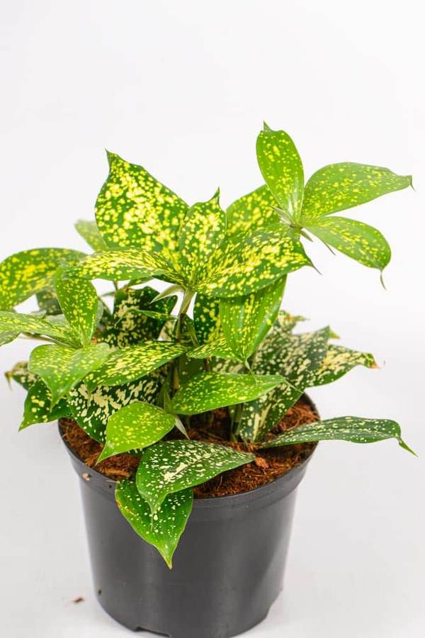 Dracaena Godseffiana