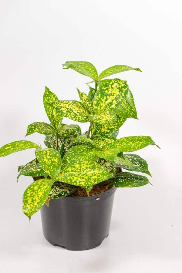 Dracaena Godseffiana