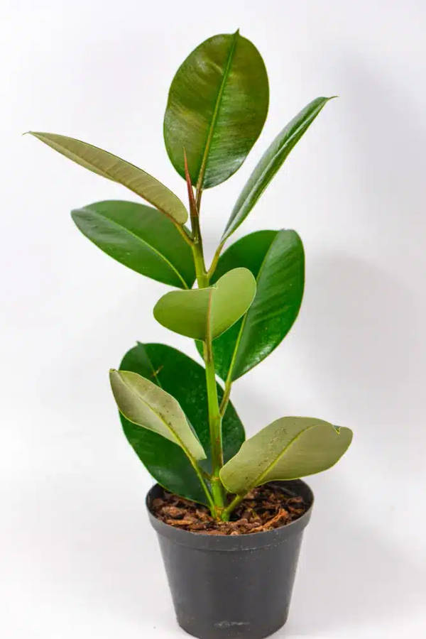 Rubber tree - Robusta