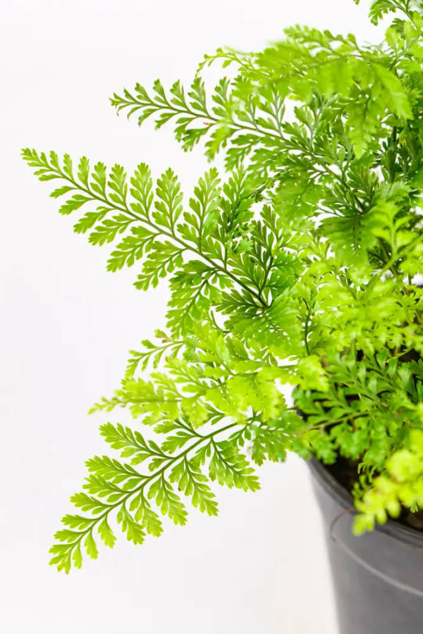 Dwarf Rabbit Foot fern