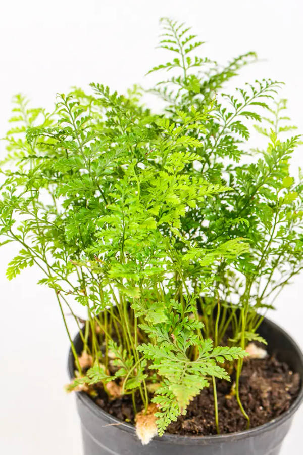 Dwarf Rabbit Foot fern
