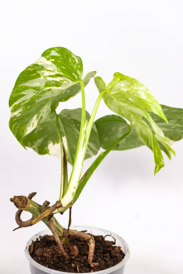 Other Flowers, Trees & Plants - Variegated Monstera Marble was listed for  1,515.00 on 20 May at 10:02 by Staghorn and Pitcher in Johannesburg  (ID:641851166)