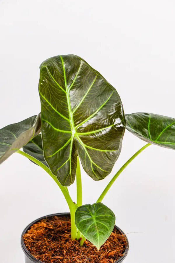 Alocasia Regal Shield