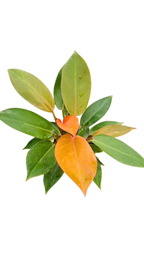 Philodendron Prince of Orange