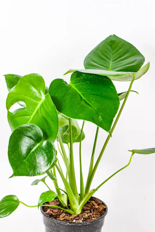 Monstera Deliciosa