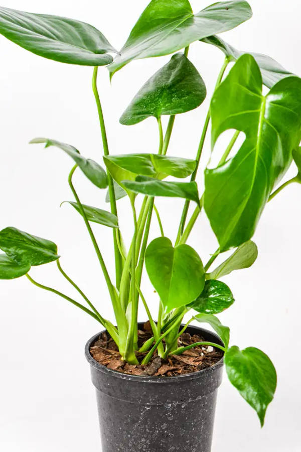 Monstera Deliciosa