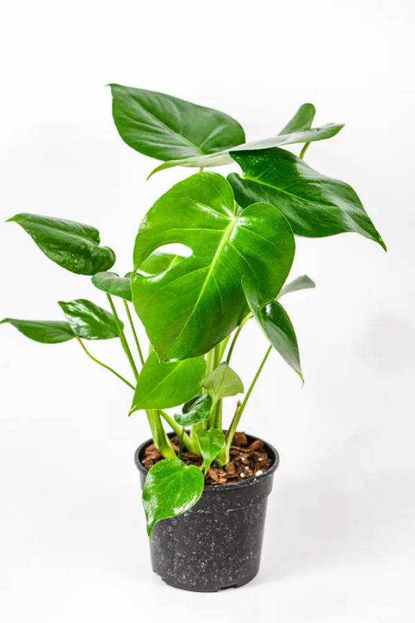 Monstera Deliciosa