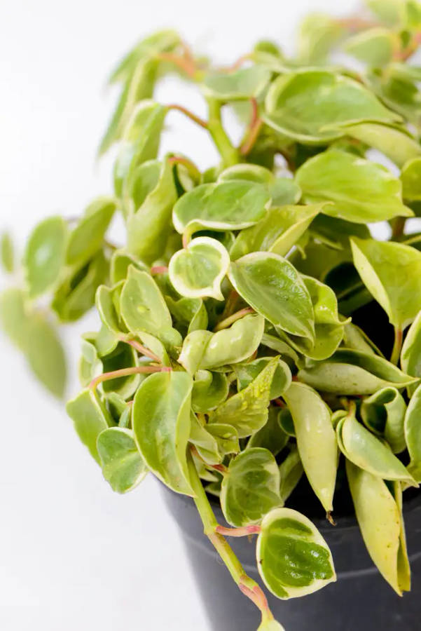 Peperomia Serpens Variegata