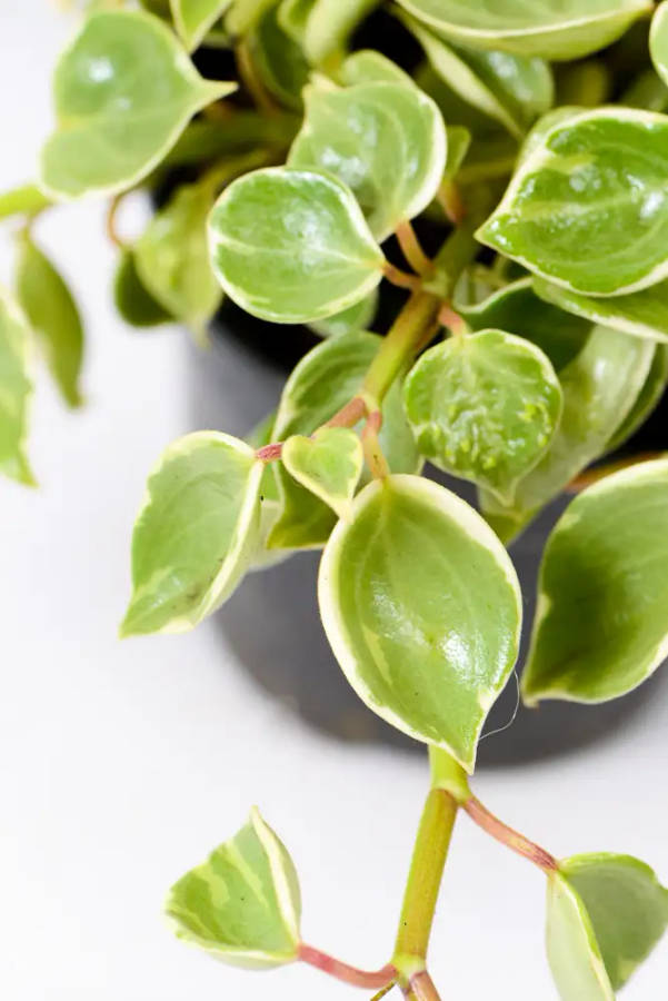 Peperomia Serpens Variegata