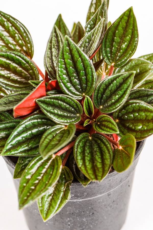 Peperomia Zorro