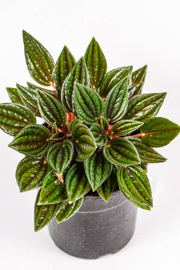 Peperomia Zorro