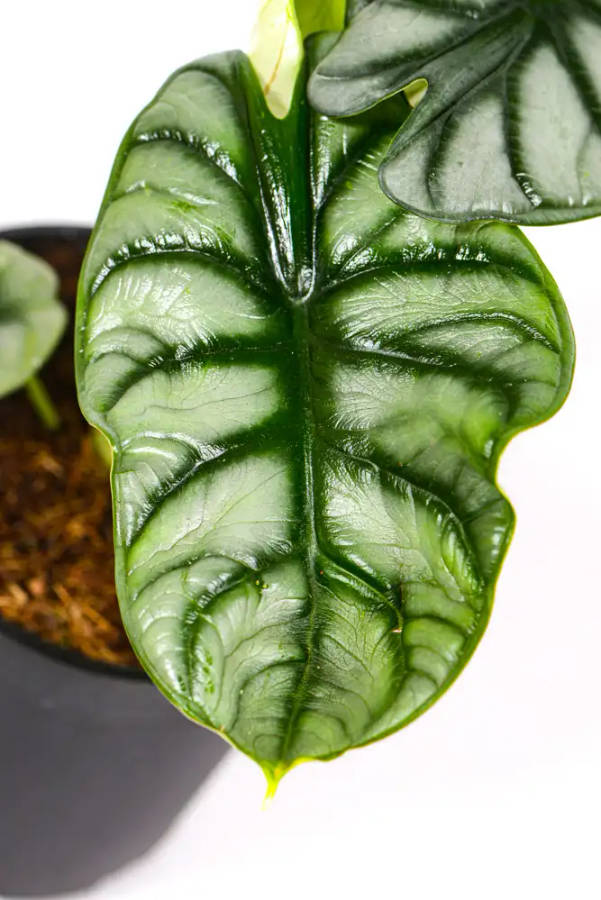 Alocasia Silver Dragon
