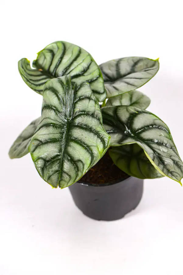 Alocasia Silver Dragon