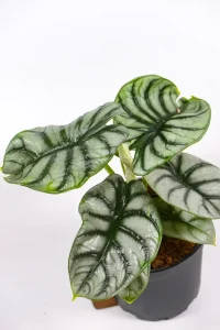 Side view of Alocasia Silver Dragon showing thick textured leaves.