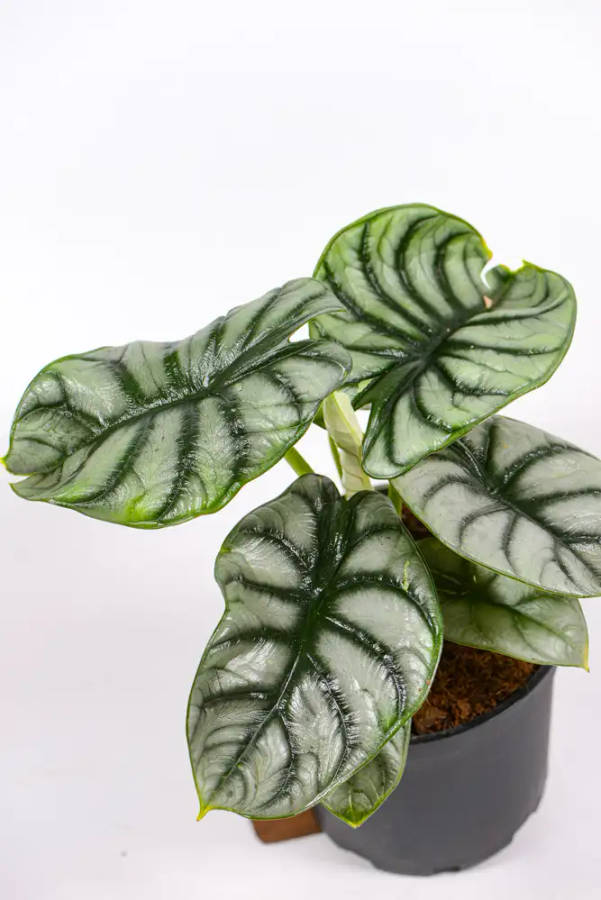 Alocasia Silver Dragon