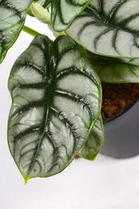 Close-up of Alocasia Silver Dragon leaf showing silver texture and dark green veins.