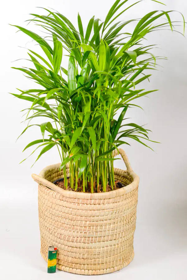 Plant Baskets with Handles