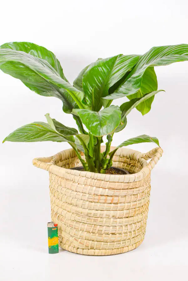 Plant Baskets with Handles