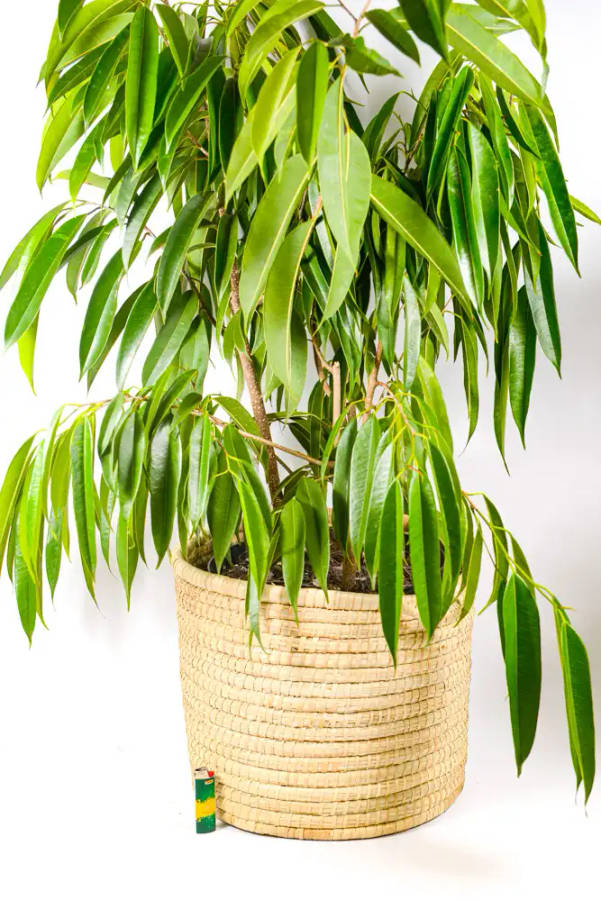 Plant Baskets with Handles
