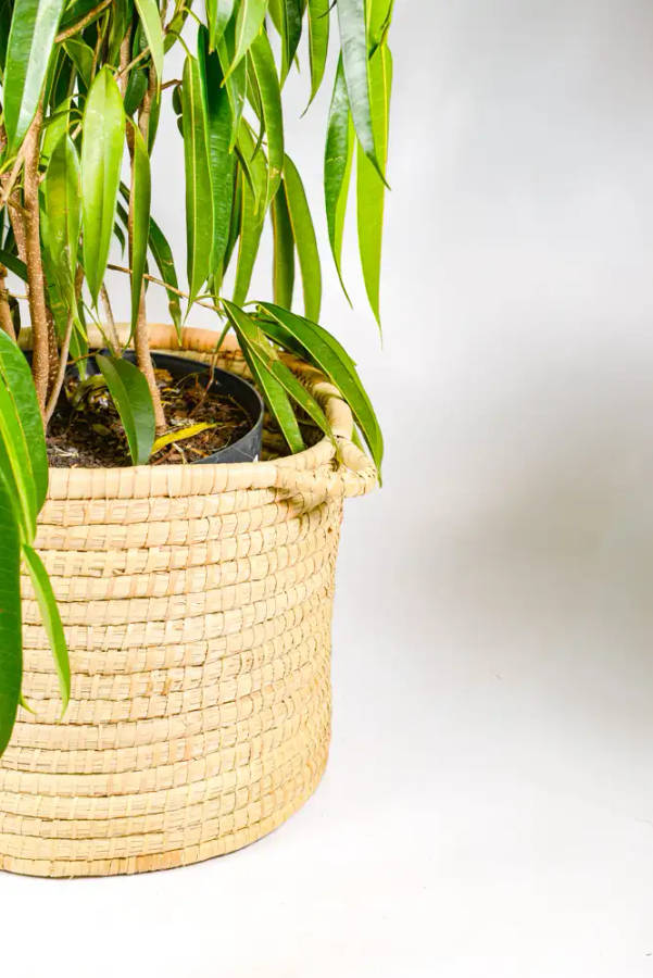 Plant Baskets with Handles