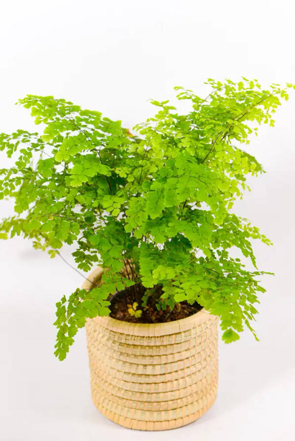 Maidenhair Fern