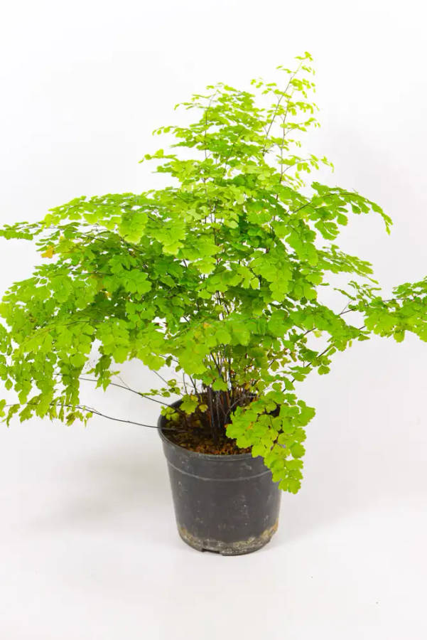 Maidenhair Fern