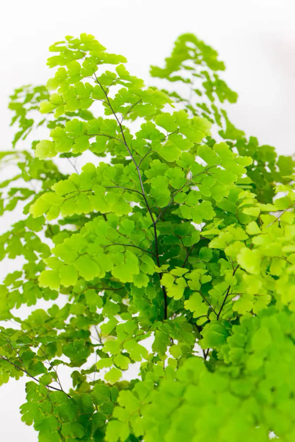 Maidenhair Fern