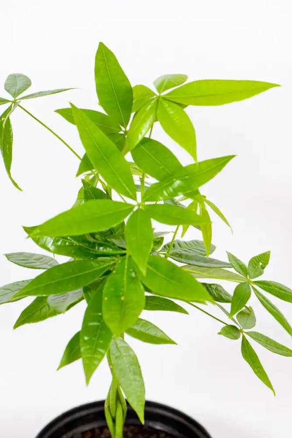 Money Tree Pachira