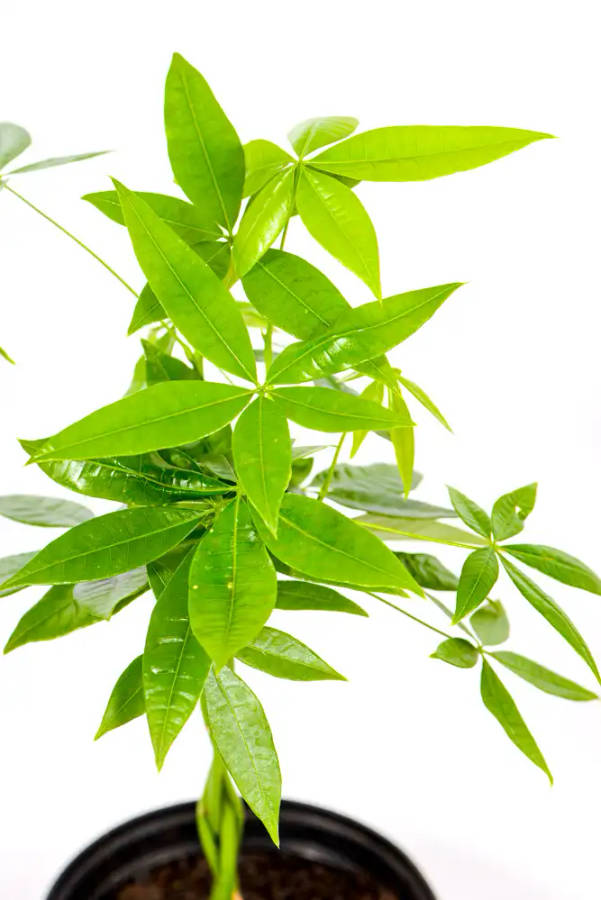 Money Tree Pachira