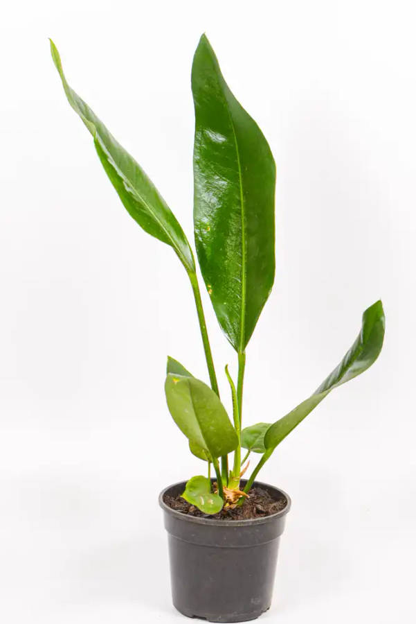 Paddle Leaf Anthurium