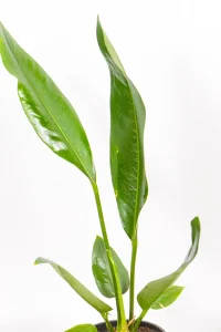 Side view of Paddle Leaf Anthurium showing upright growth and glossy leaves.